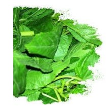 MOLOKHIA LEAVES 400G